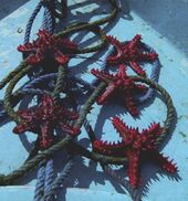 Santa Maria Coral Park